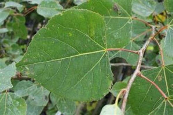 Aspen leaves to recover from infusion